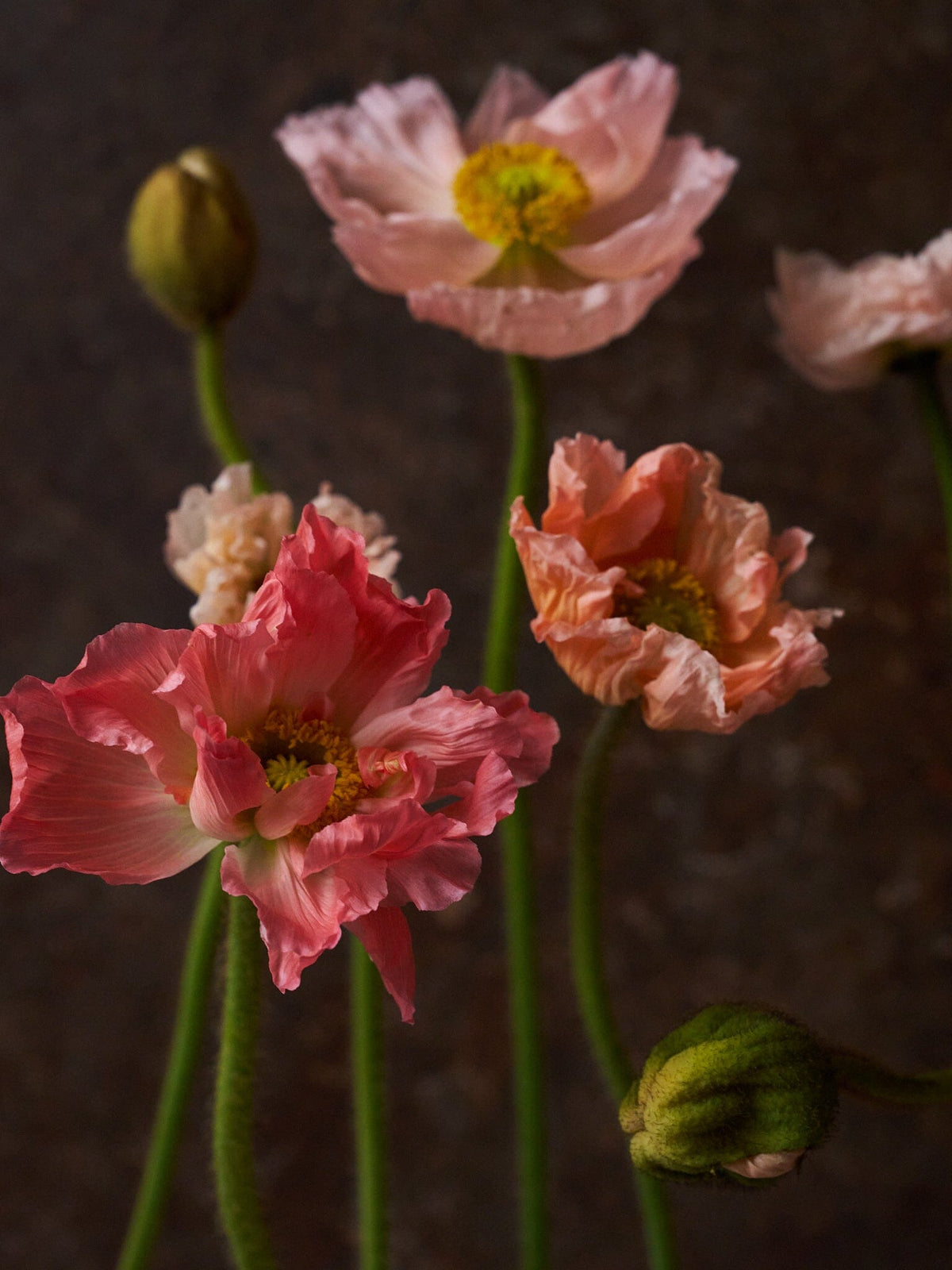 Sibirisk Valmue 'Champagne Bubbles Pink' F1 Seed 