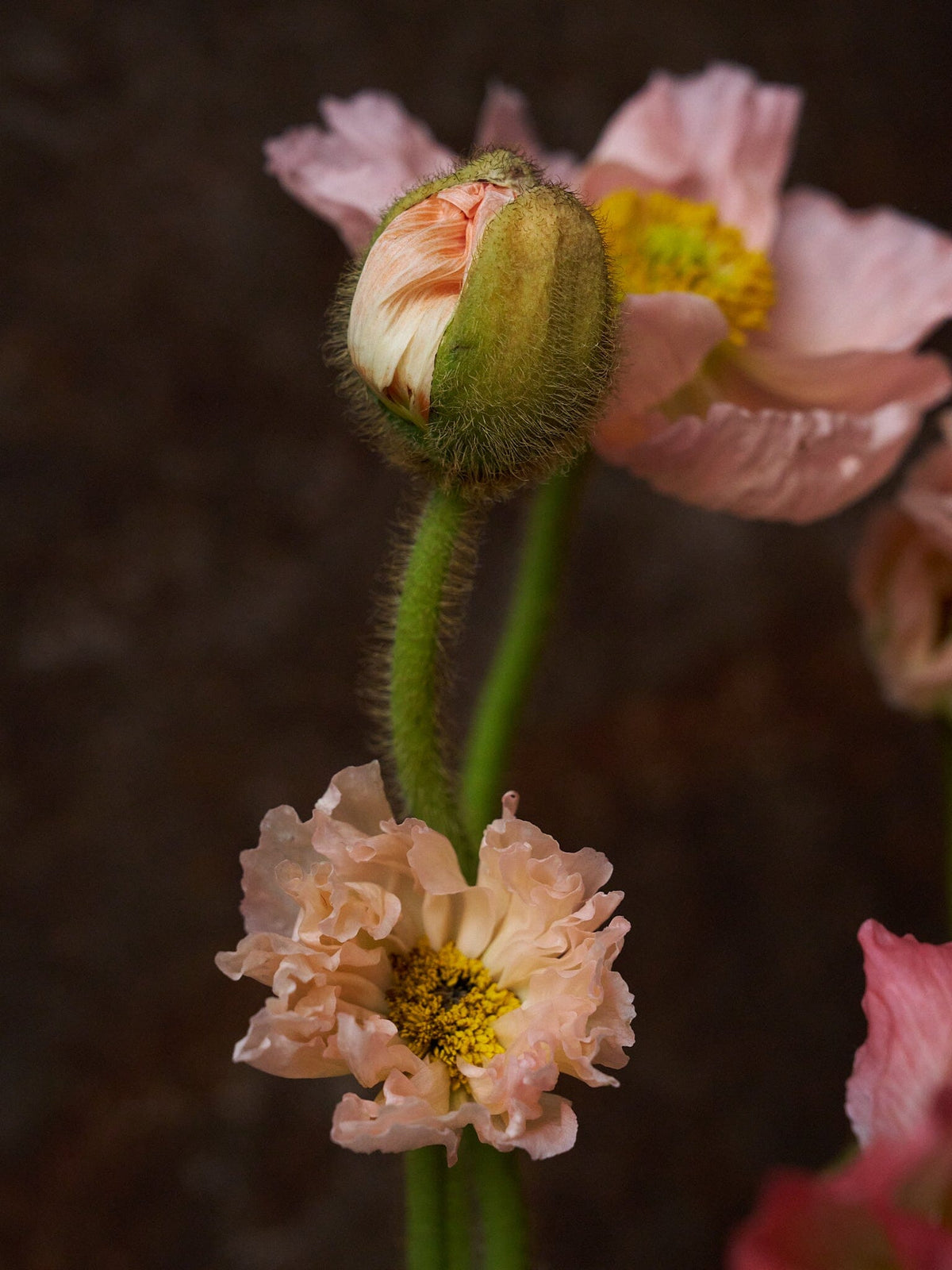 Sibirisk Valmue 'Champagne Bubbles Pink' F1 Seed 