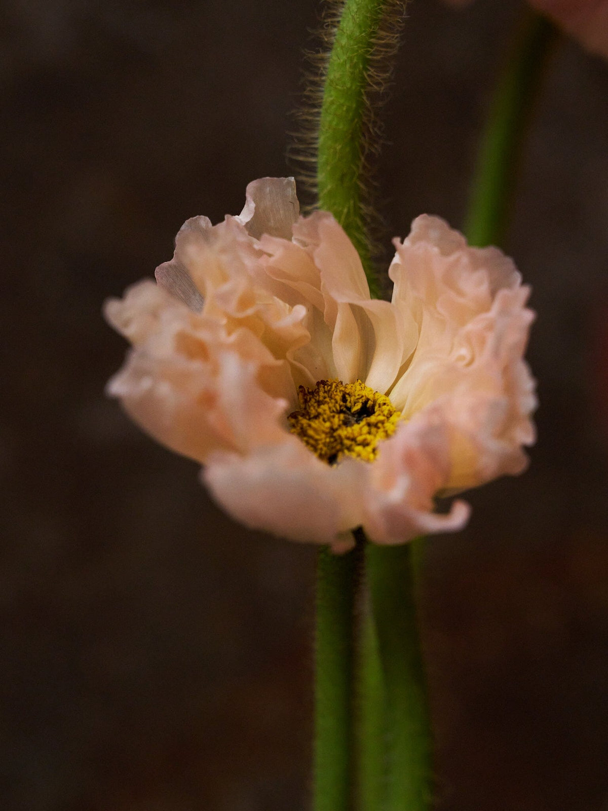 Sibirisk Valmue 'Champagne Bubbles Pink' F1 Seed 
