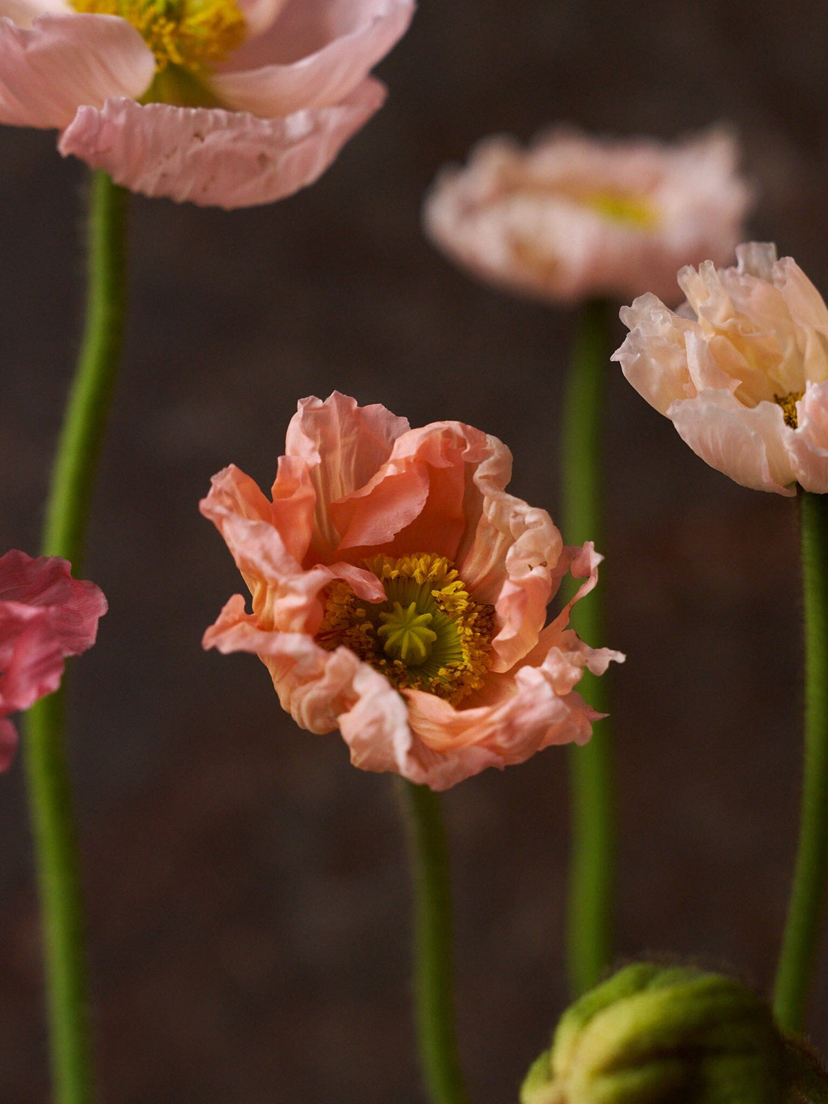 Sibirisk Valmue 'Champagne Bubbles Pink' F1 Seed 
