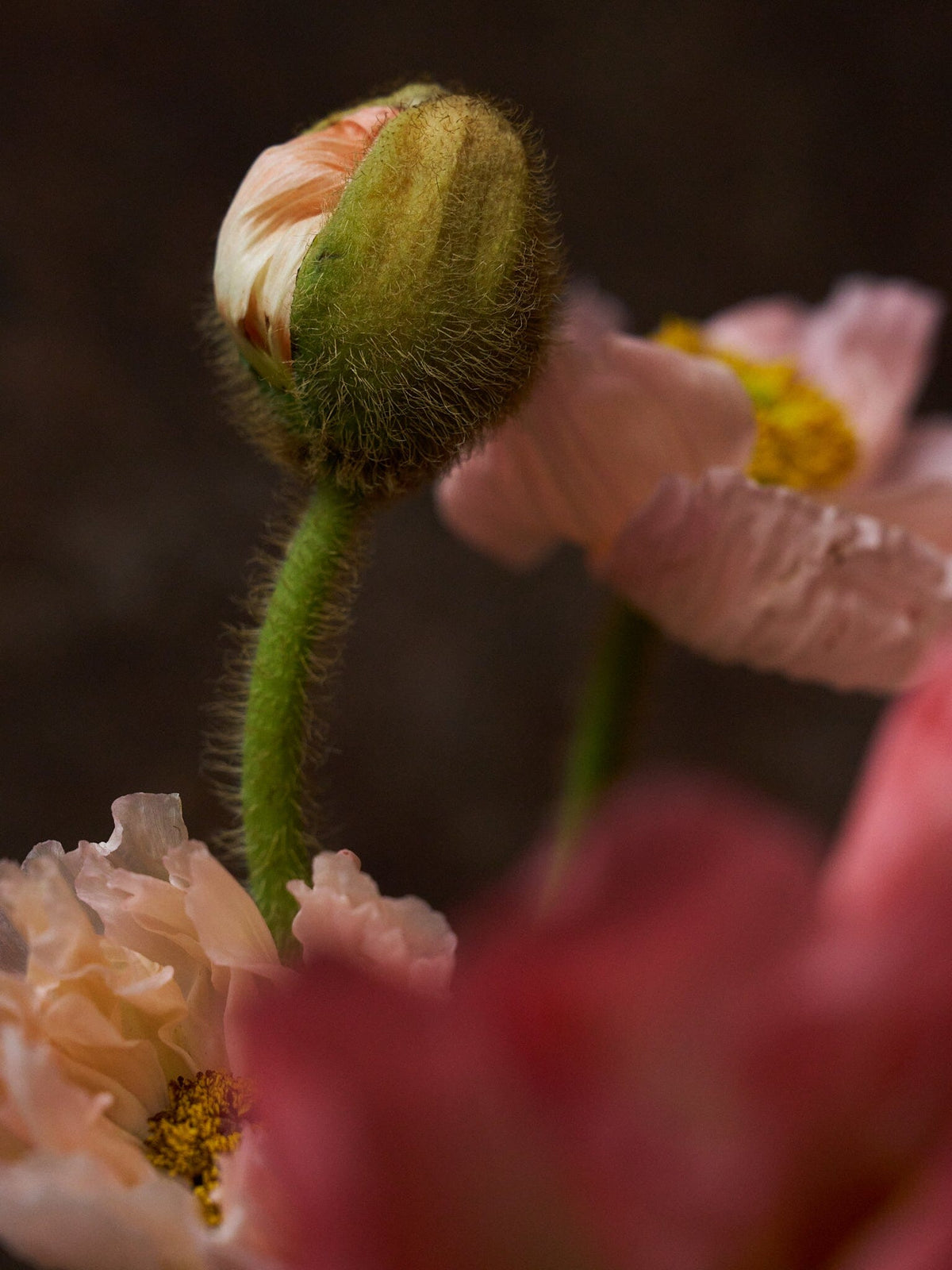 Sibirisk Valmue 'Champagne Bubbles Pink' F1 Seed 