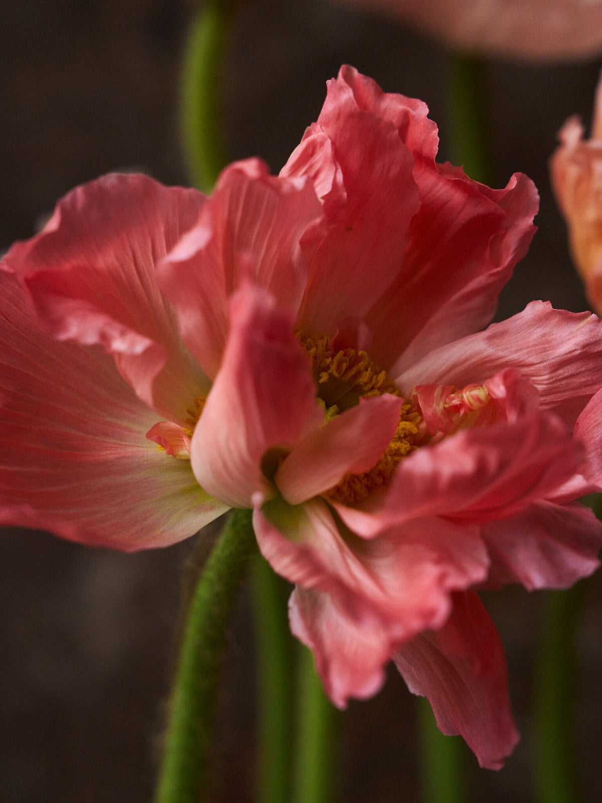 Sibirisk Valmue 'Champagne Bubbles Pink' F1 Seed 