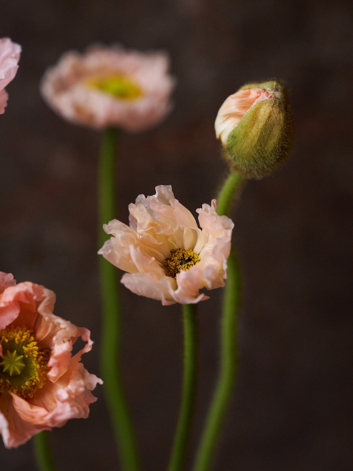 Sibirisk Valmue 'Champagne Bubbles Pink' F1 Seed 