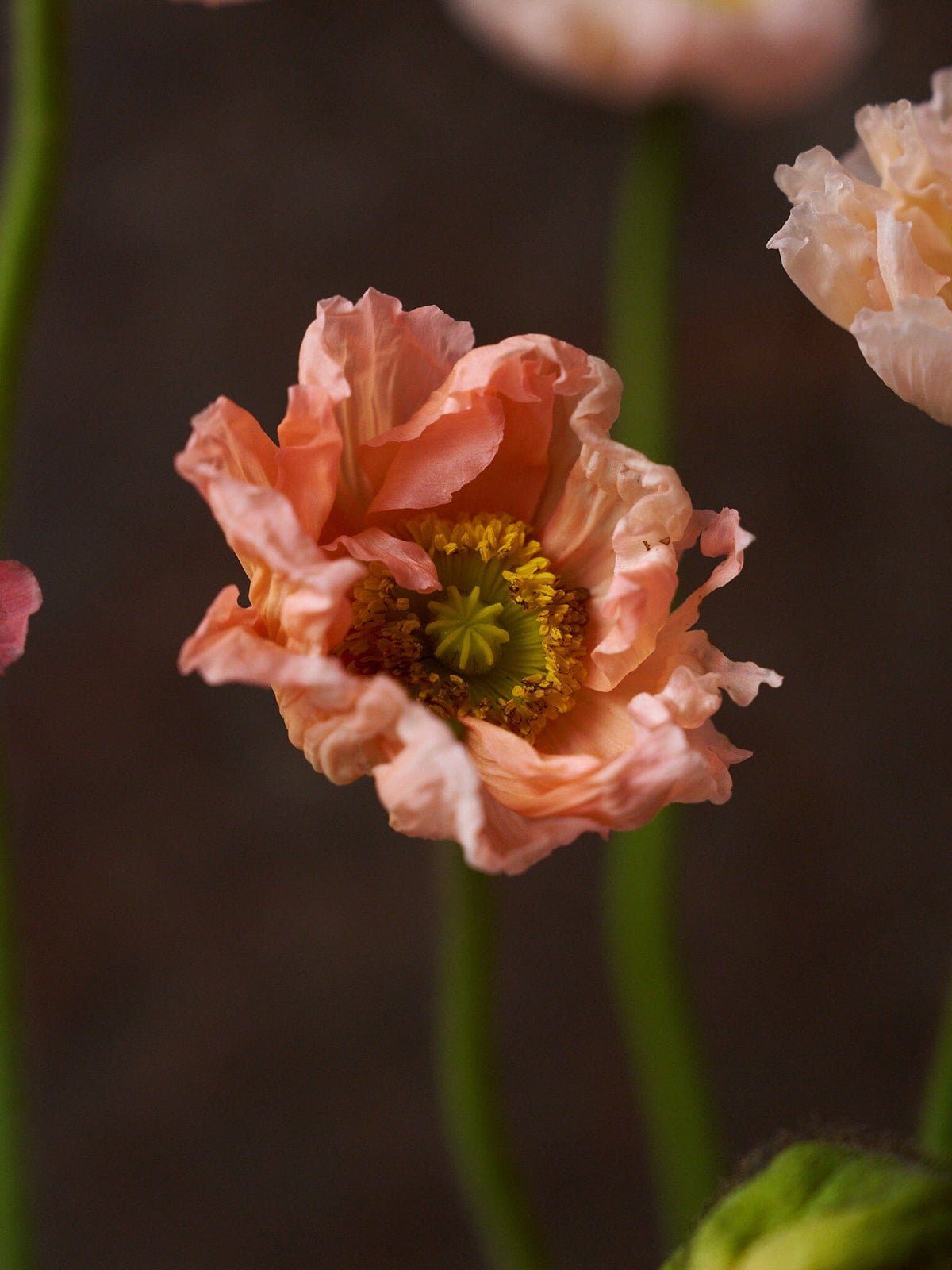 Sibirisk Valmue 'Champagne Bubbles Pink' F1 Seed 
