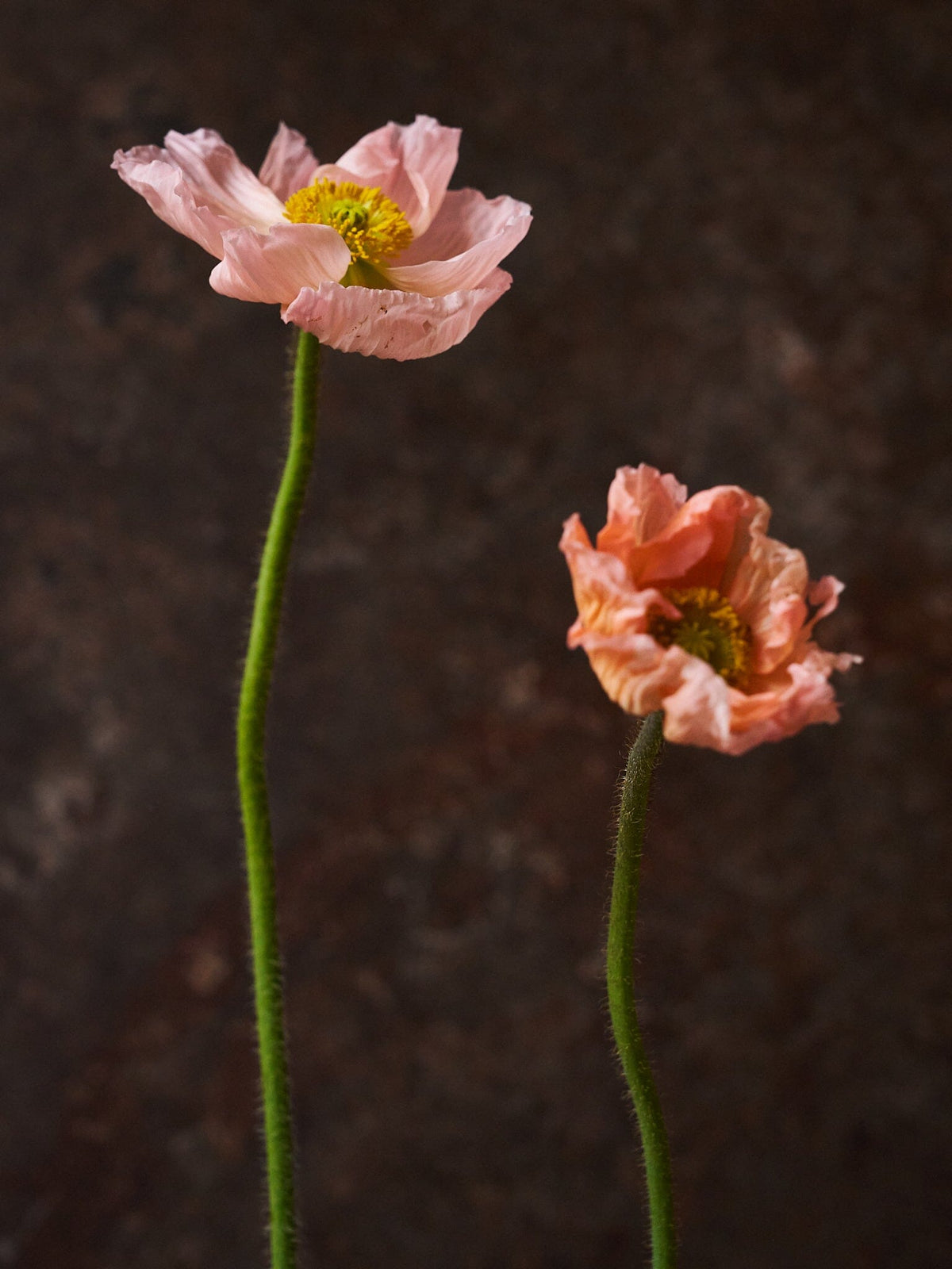 Sibirisk Valmue 'Champagne Bubbles Pink' F1 Seed 