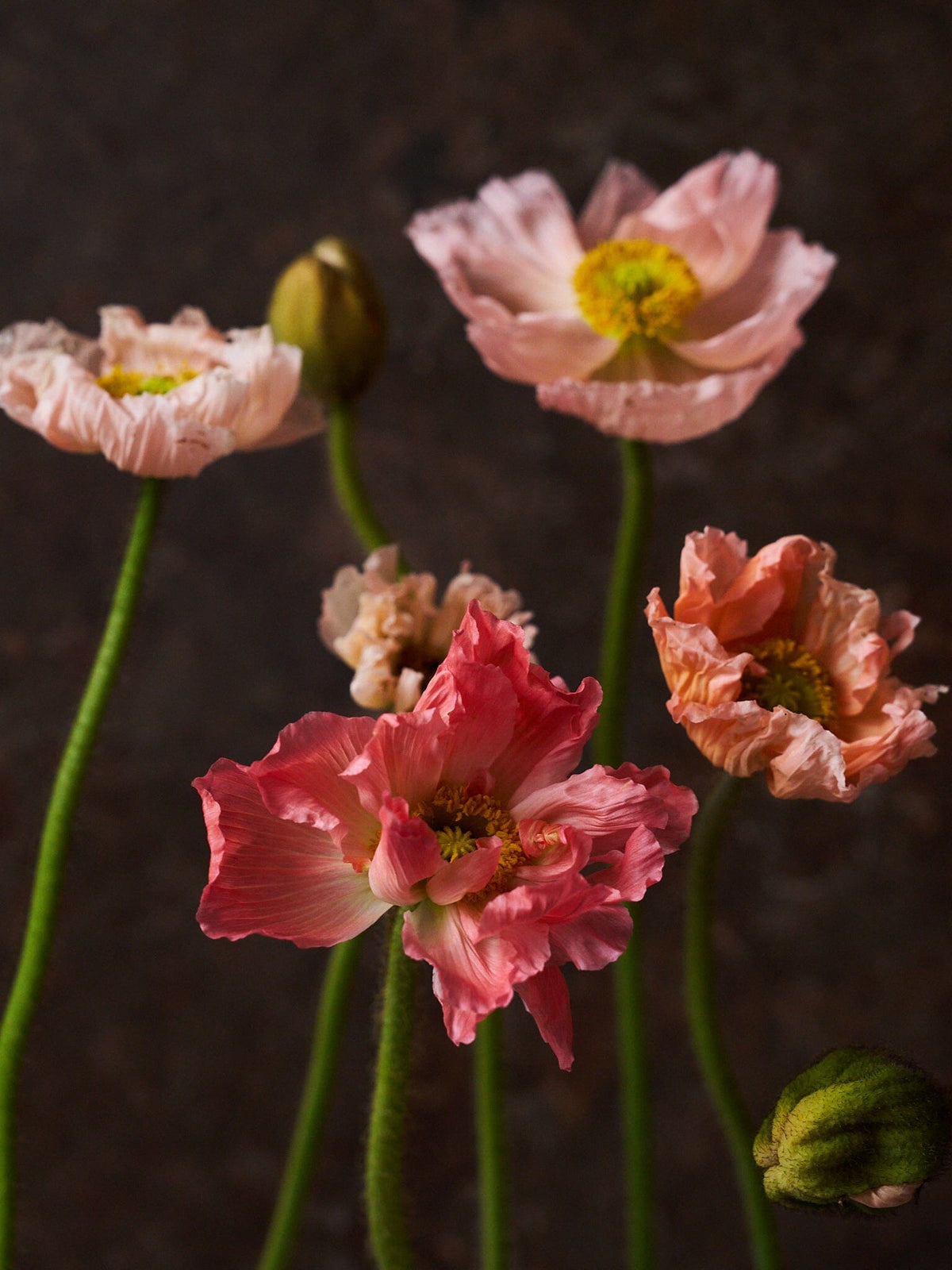 Sibirisk Valmue 'Champagne Bubbles Pink' F1 Seed 