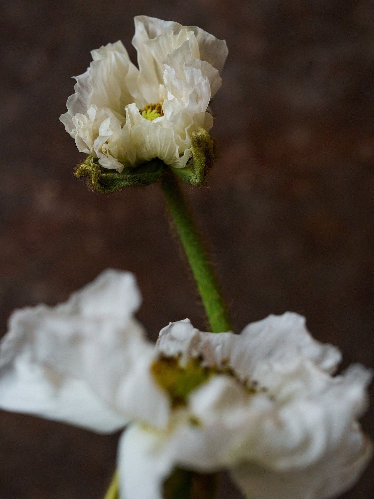 Sibirisk Valmue 'Champagne Bubbles White' F1 Seed 