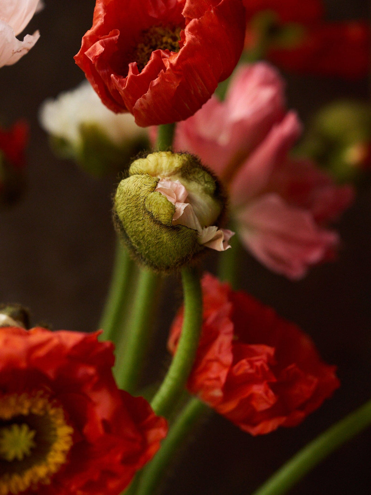 Sibirisk Valmue 'Mixed Champagne Bubbles' F1 Seed 