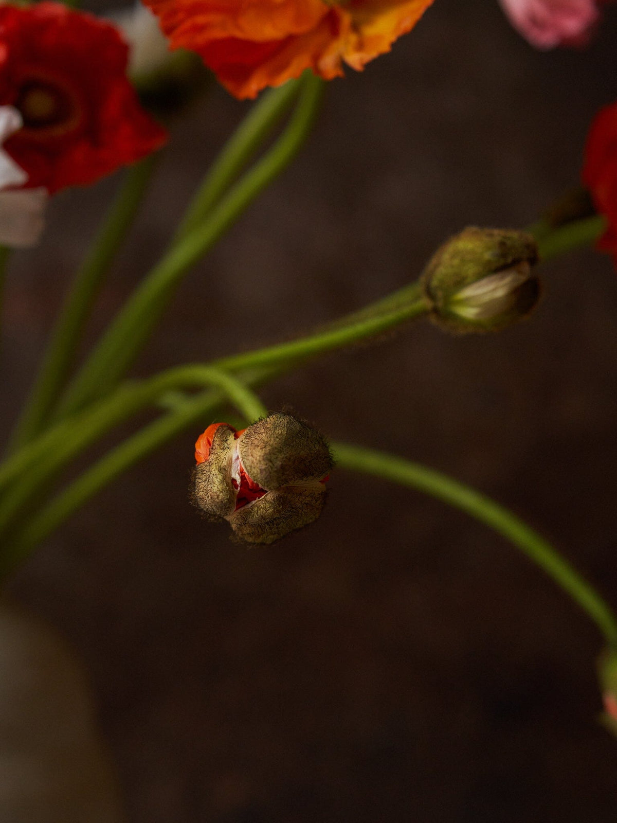 Sibirisk Valmue 'Mixed Champagne Bubbles' F1 Seed 