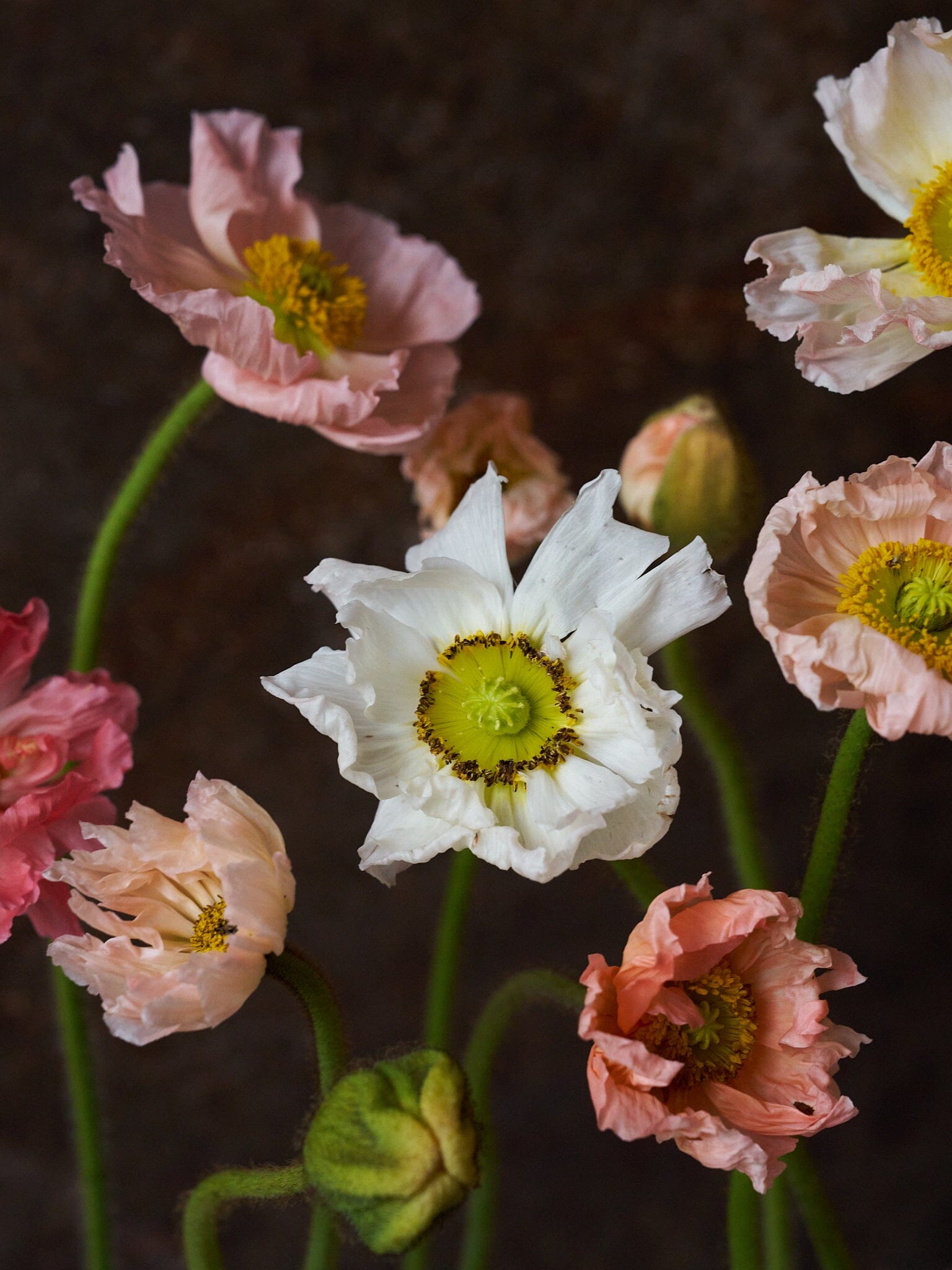 Sibirisk Valmue 'Mixed Pastel Champagne Bubbles' F1