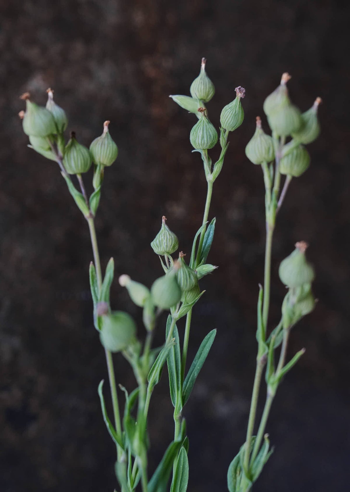 Silene 'Balletje' 