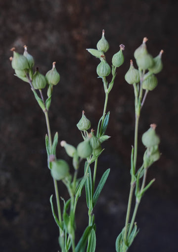 Silene 'Balletje' 