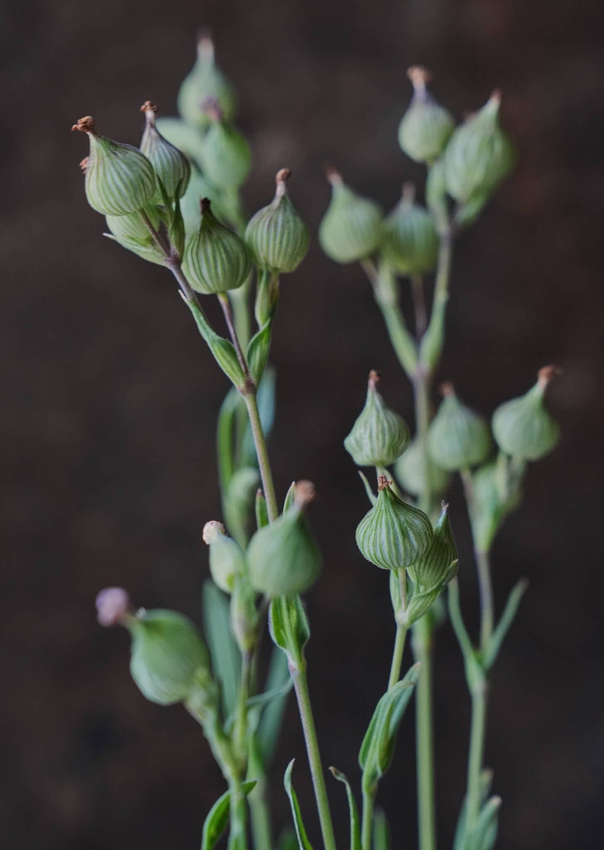 Silene 'Balletje' 