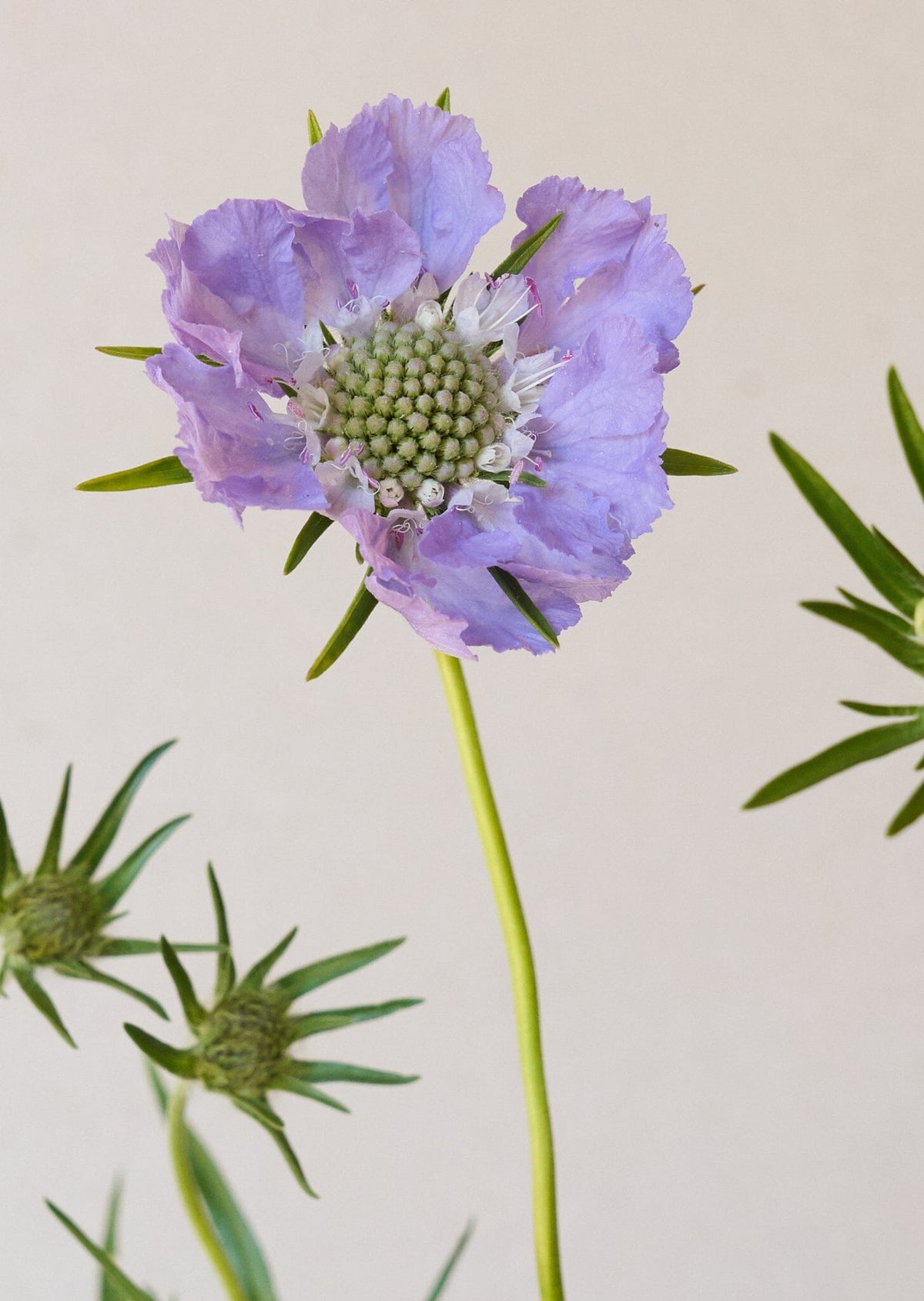 Skabiose 'Fama Deep Blue' 