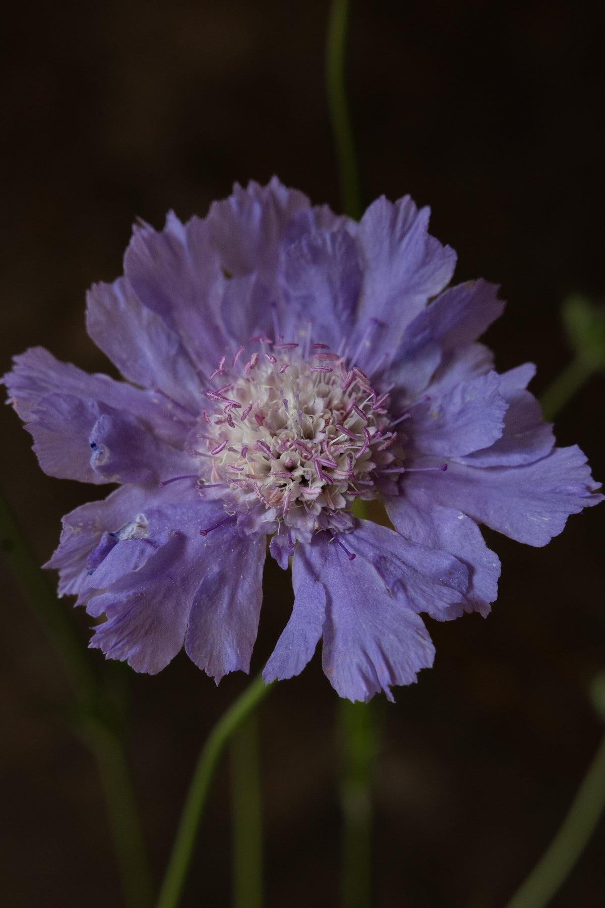 Skabiose 'Fama Deep Blue' 