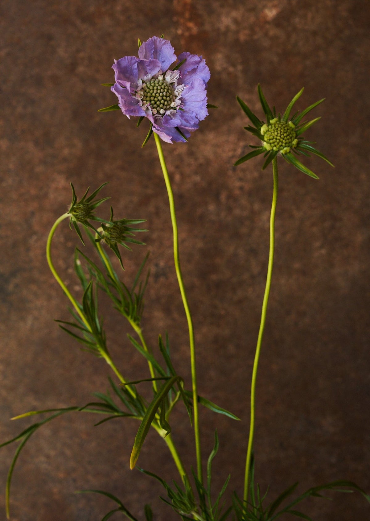 Skabiose 'Fama Deep Blue' 