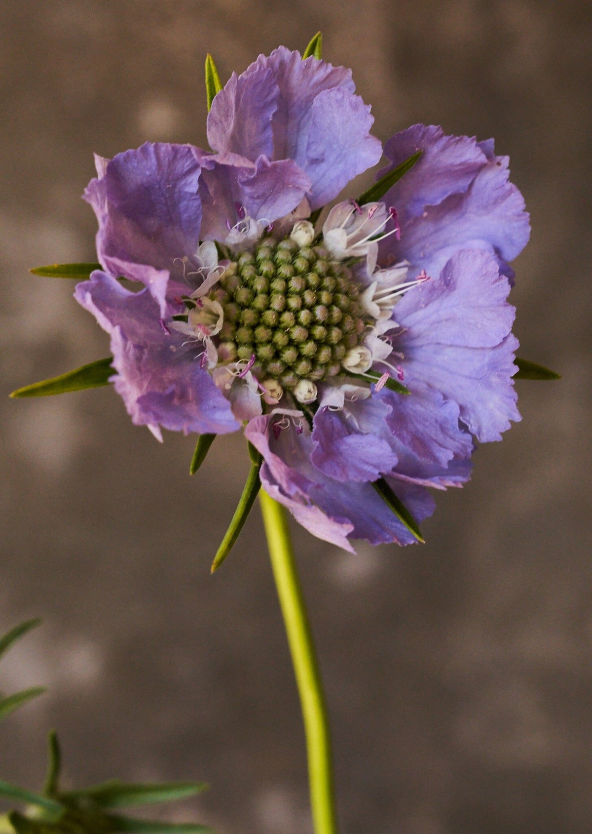 Skabiose 'Fama Deep Blue' 