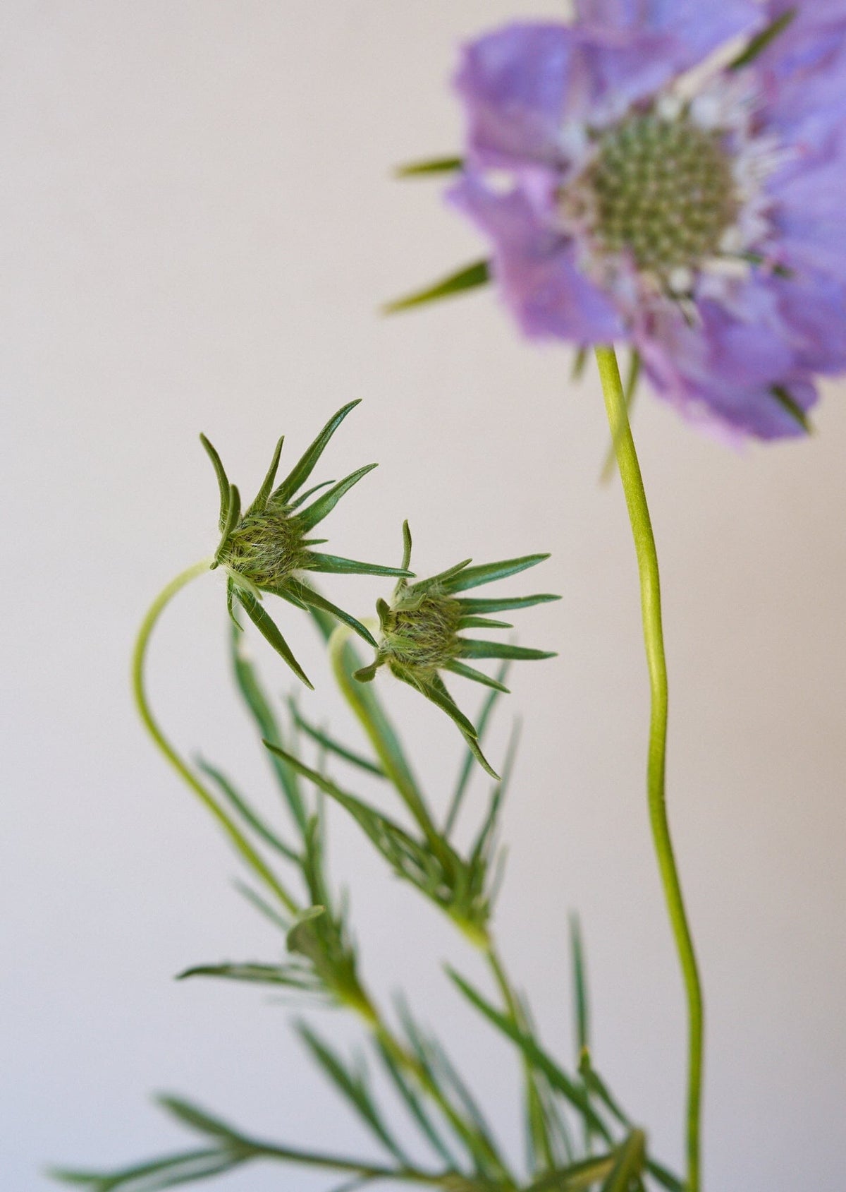 Skabiose 'Fama Deep Blue' 