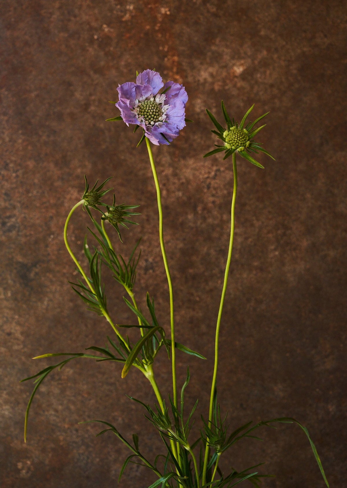 Skabiose 'Fama Deep Blue' 