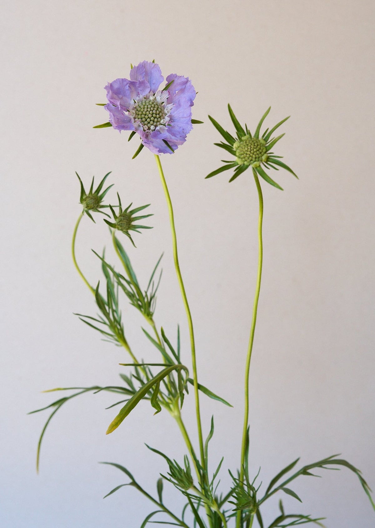 Skabiose 'Fama Deep Blue' 