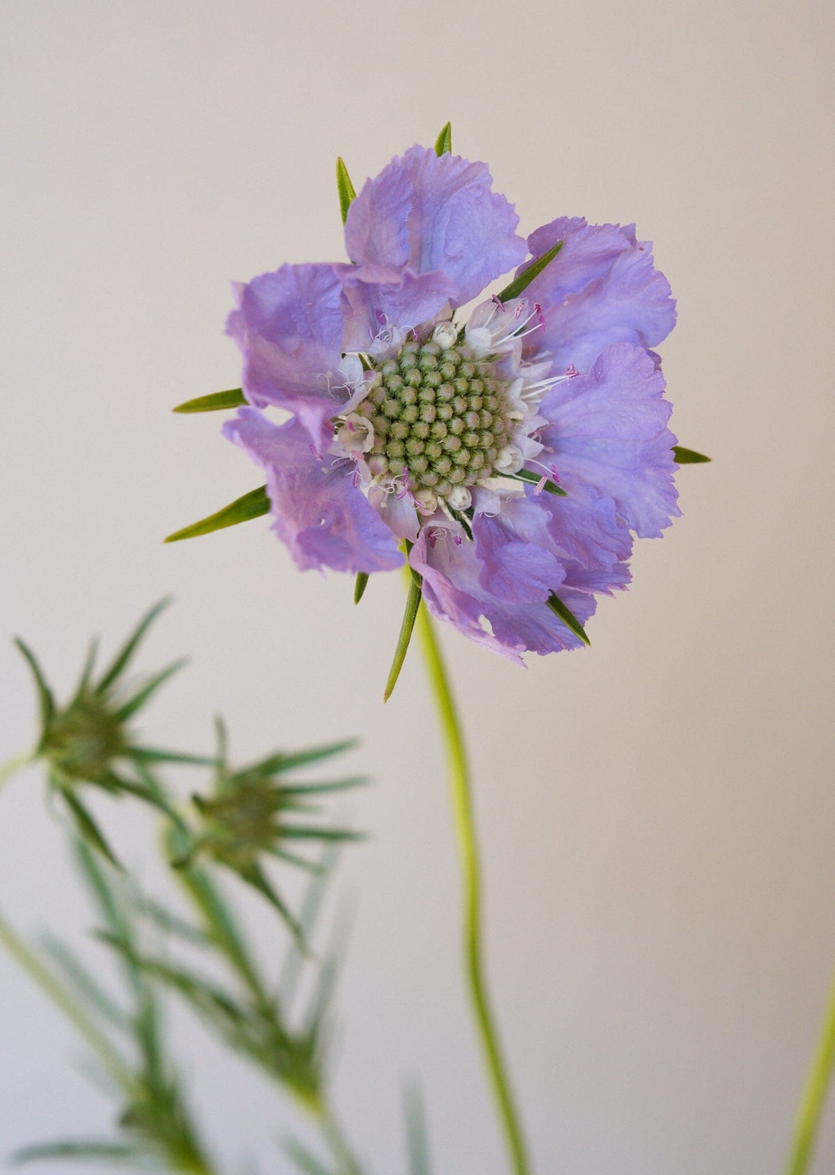 Skabiose 'Fama Deep Blue' 