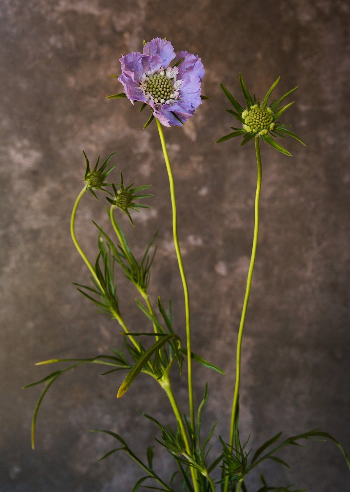 Skabiose 'Fama Deep Blue' 