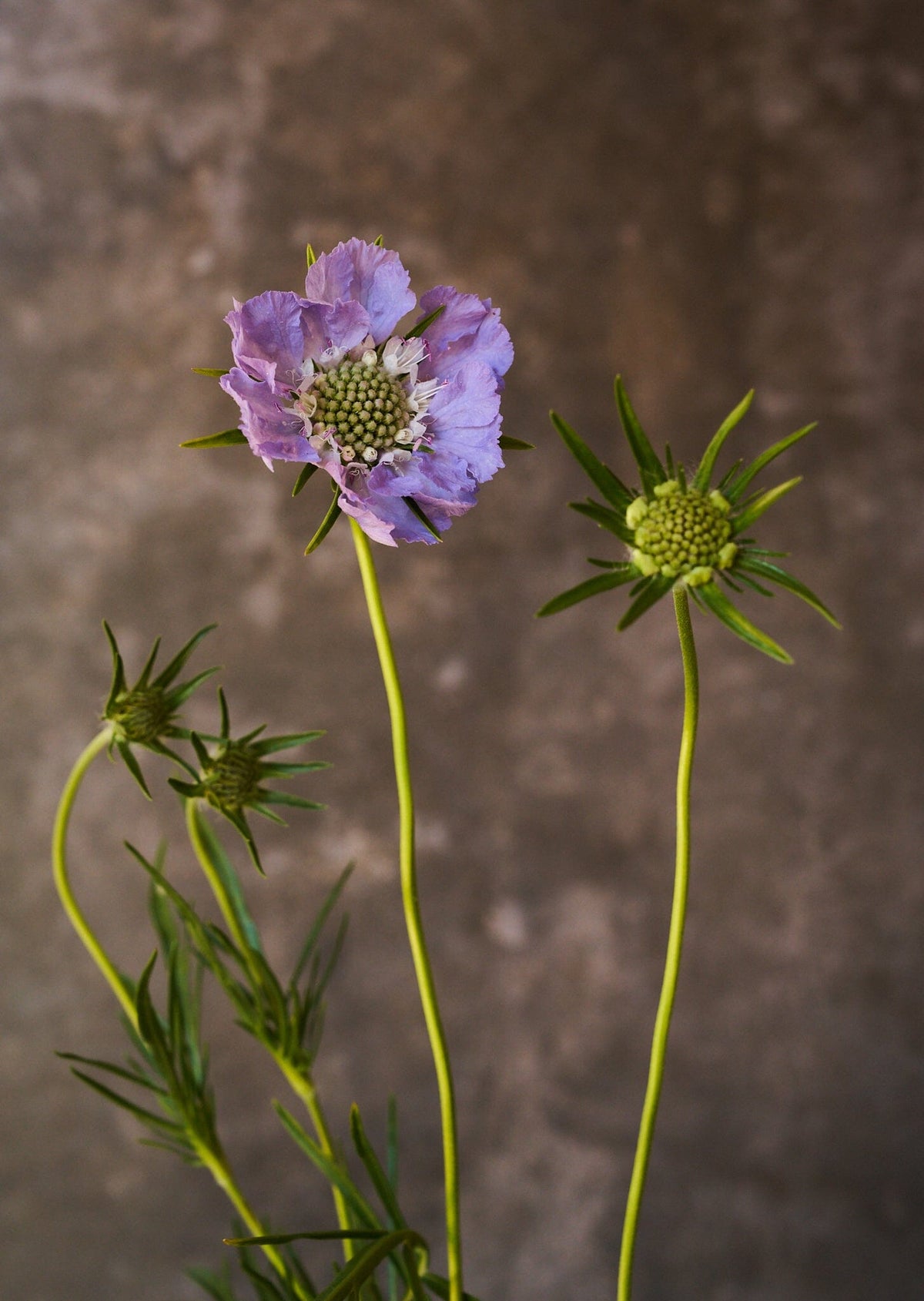 Skabiose 'Fama Deep Blue' 