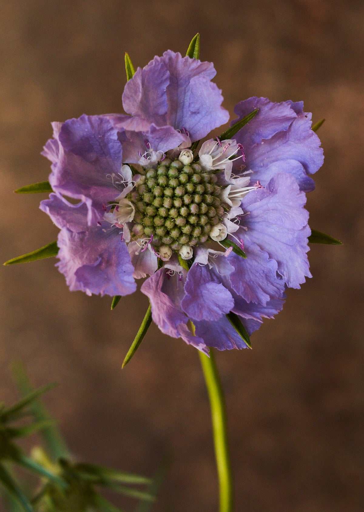 Skabiose 'Fama Deep Blue' 
