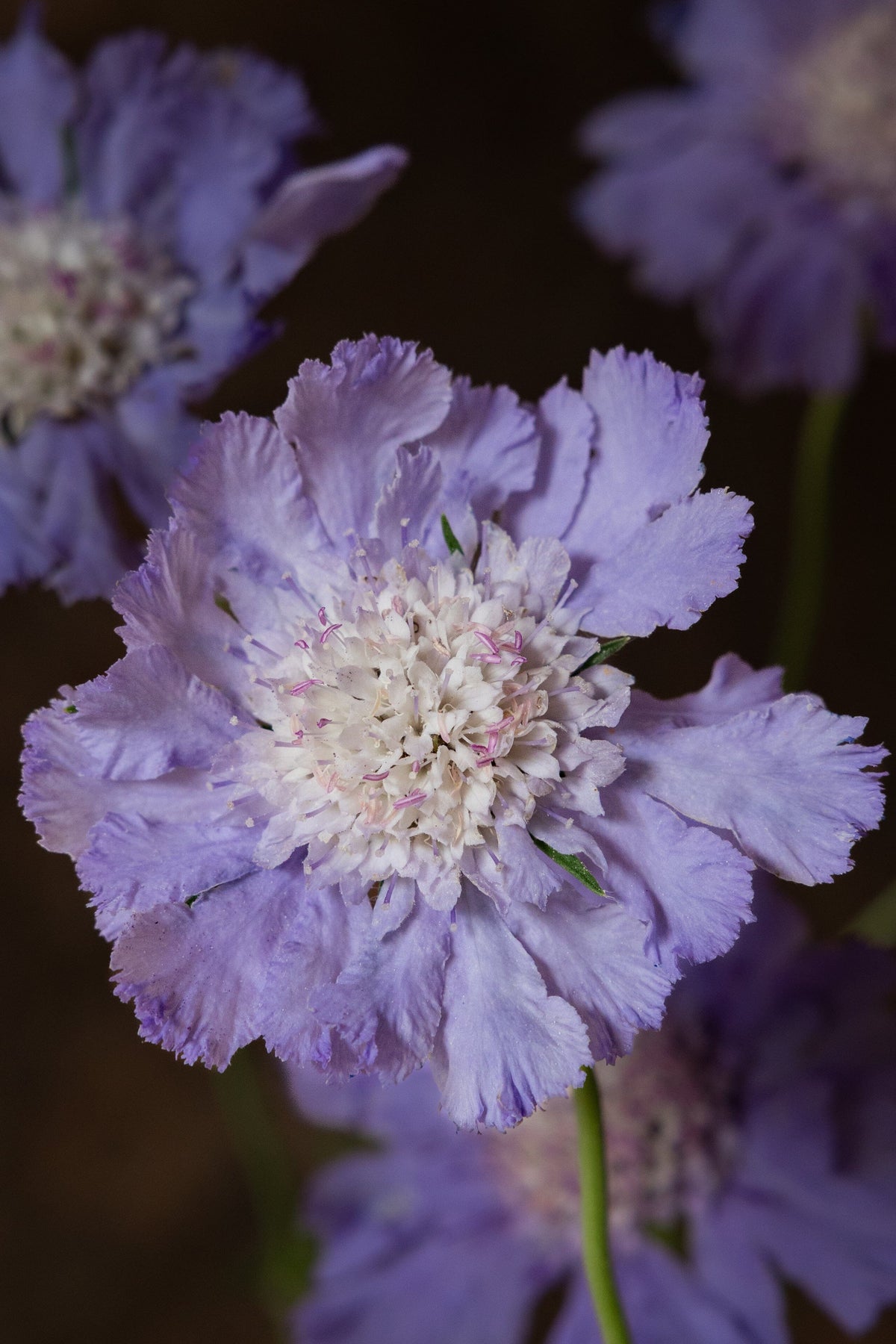 Skabiose 'Fama Deep Blue' 