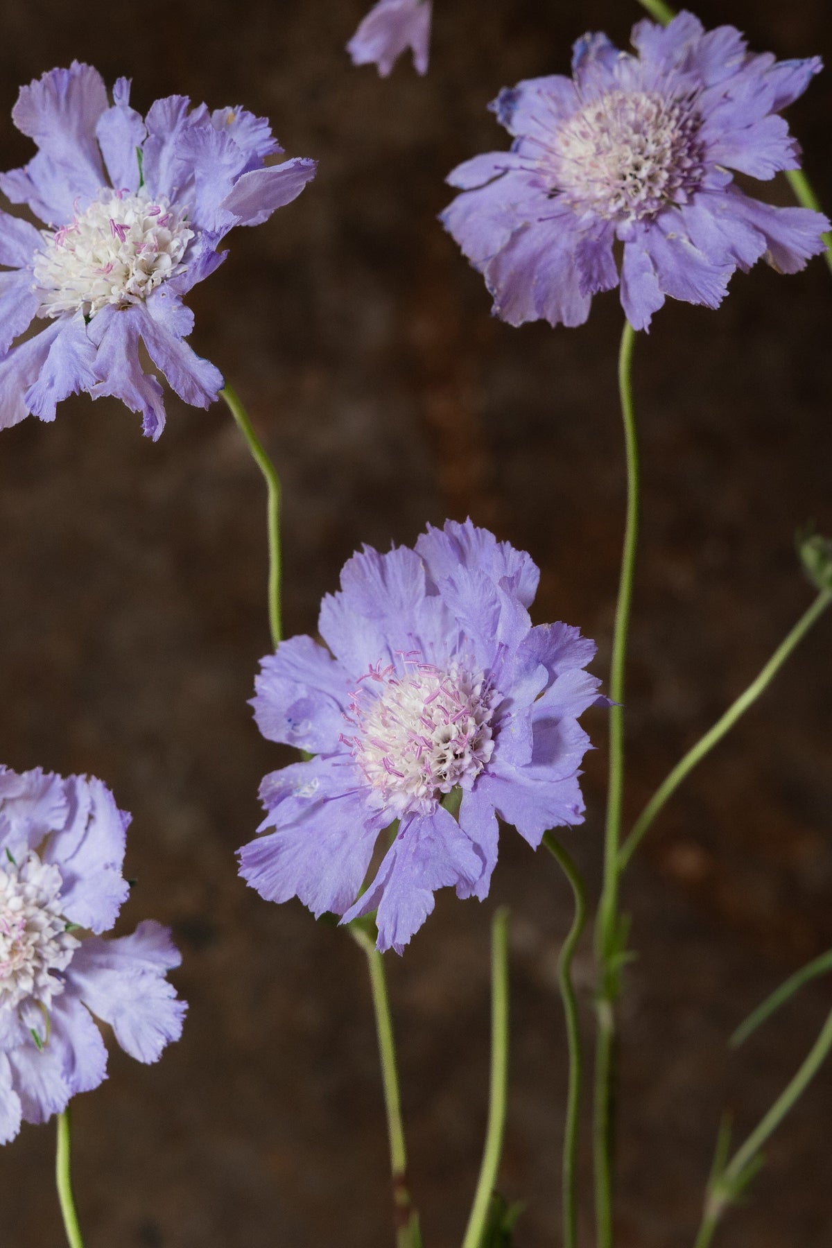 Skabiose 'Fama Deep Blue' 