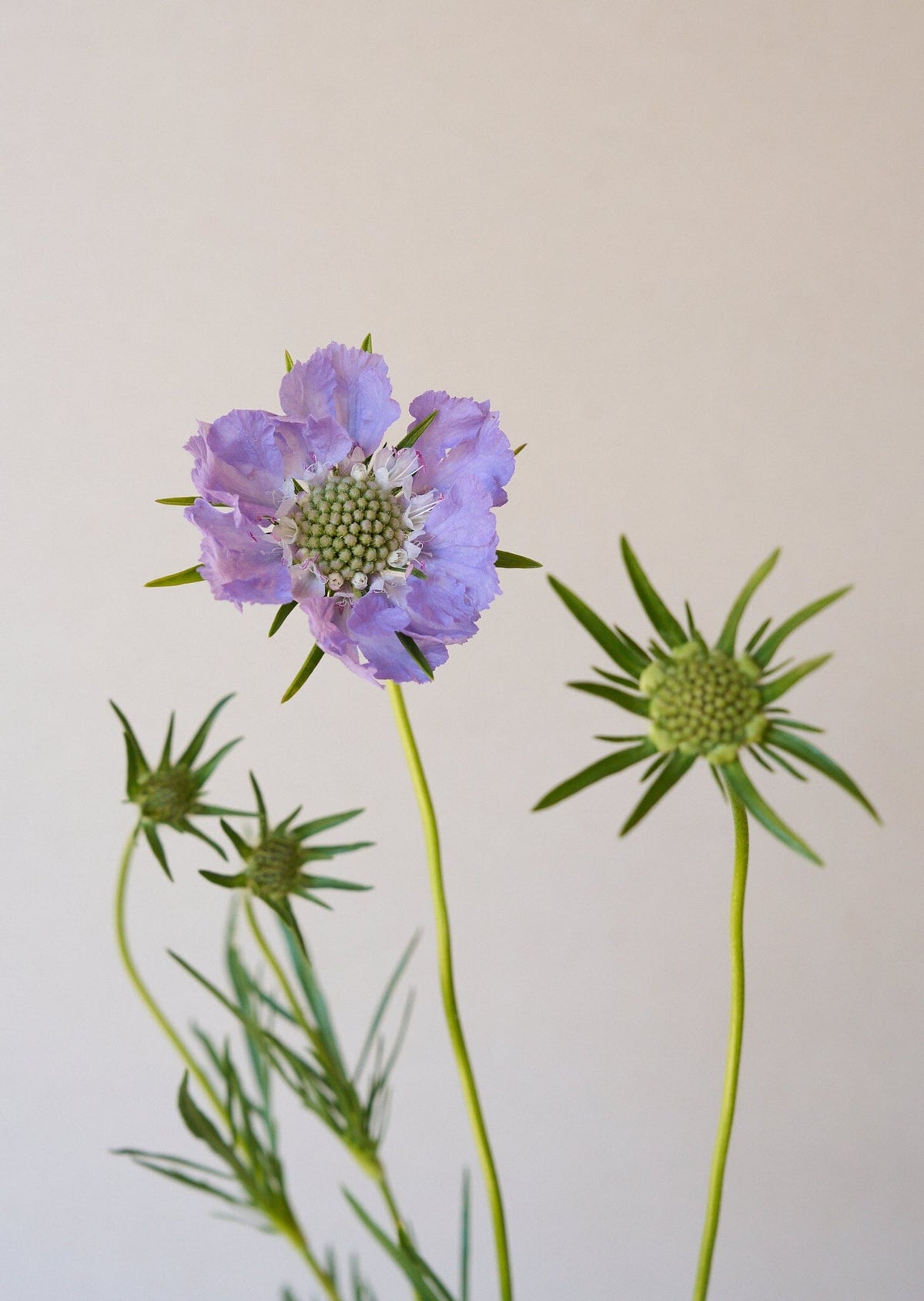 Skabiose 'Fama Deep Blue' 