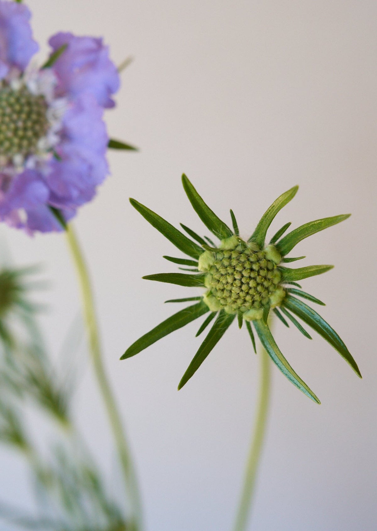Skabiose 'Fama Deep Blue' 