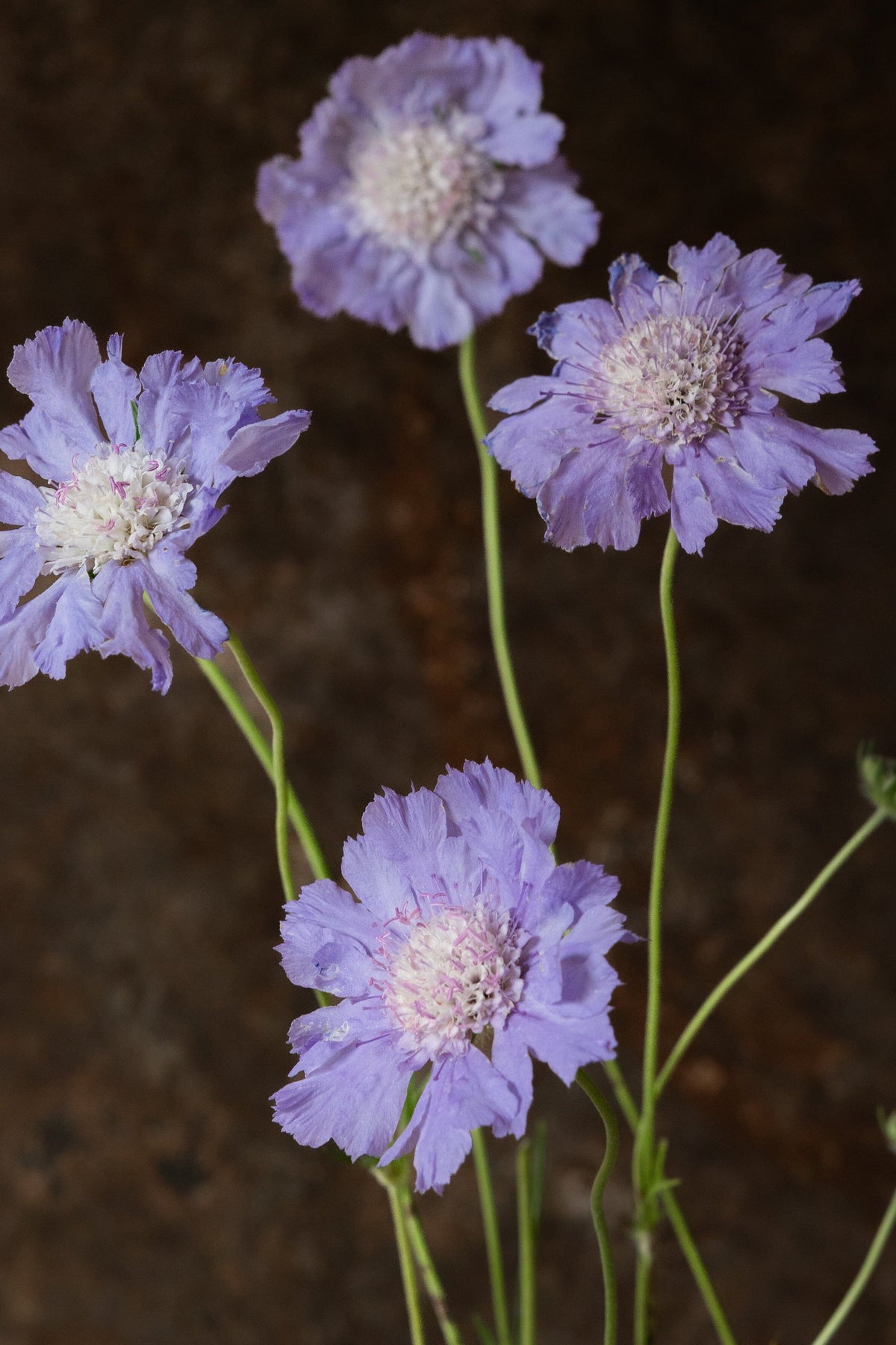 Skabiose 'Fama Deep Blue' 