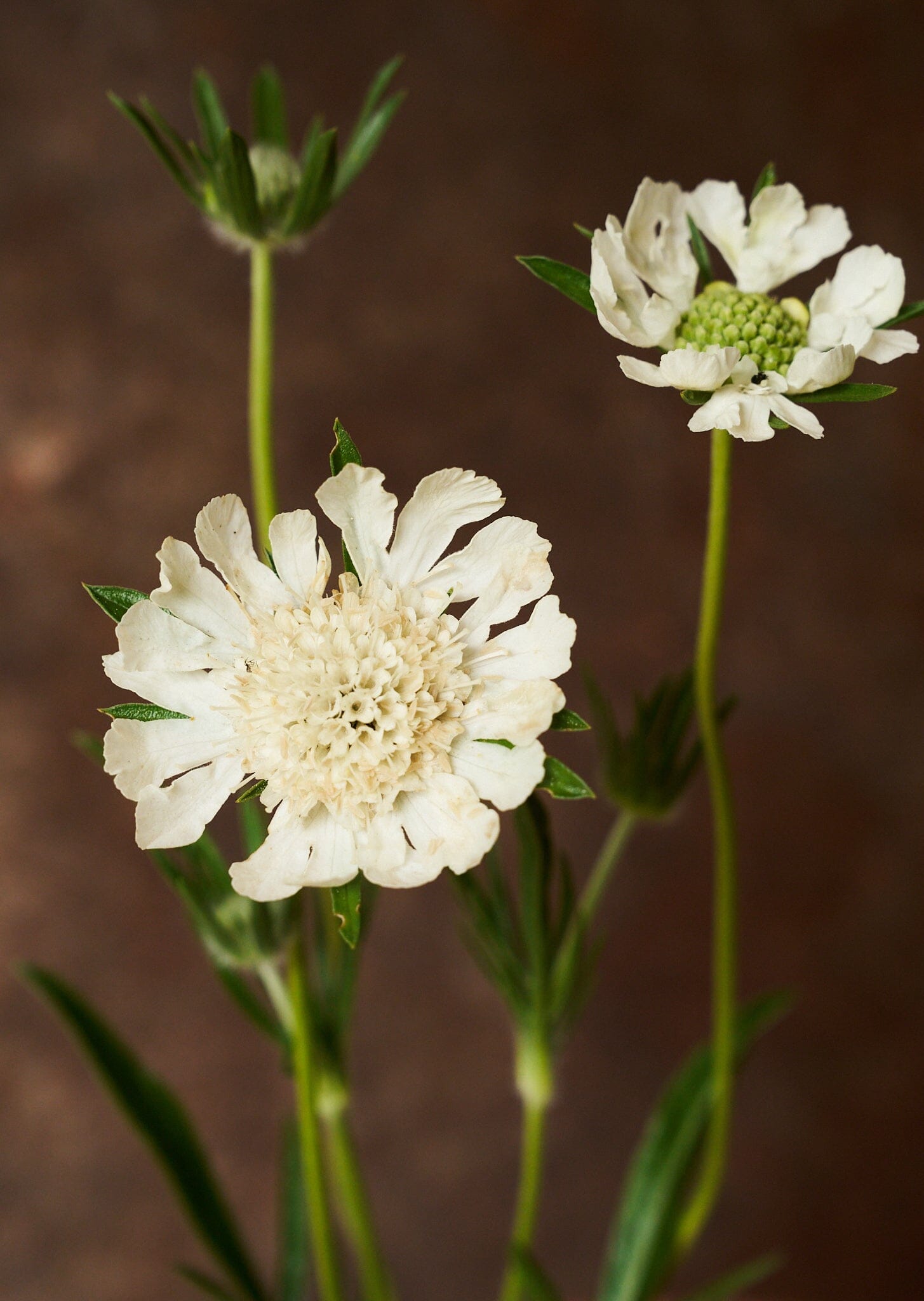 Skabiose 'Fama White' 