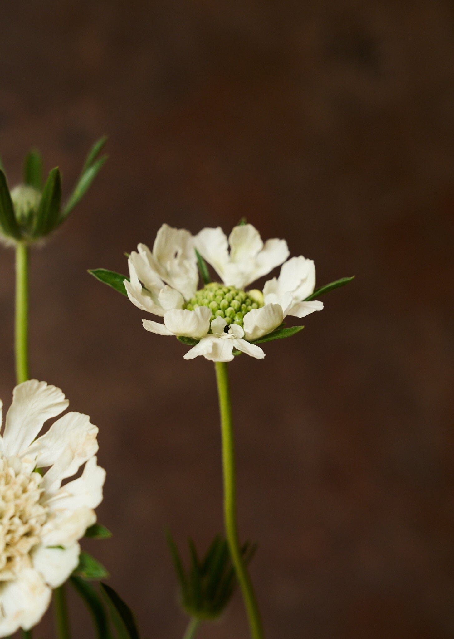 Skabiose 'Fama White' 