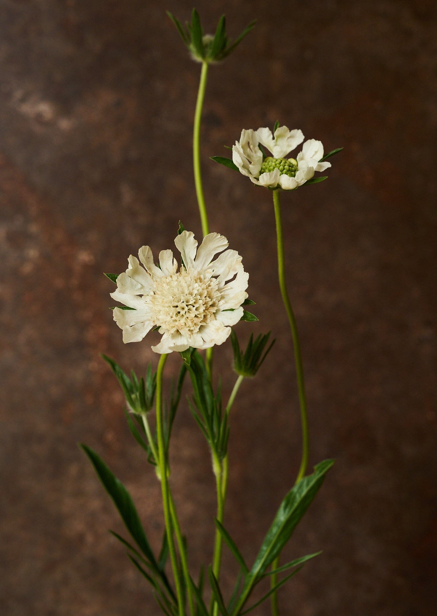 Skabiose 'Fama White' 