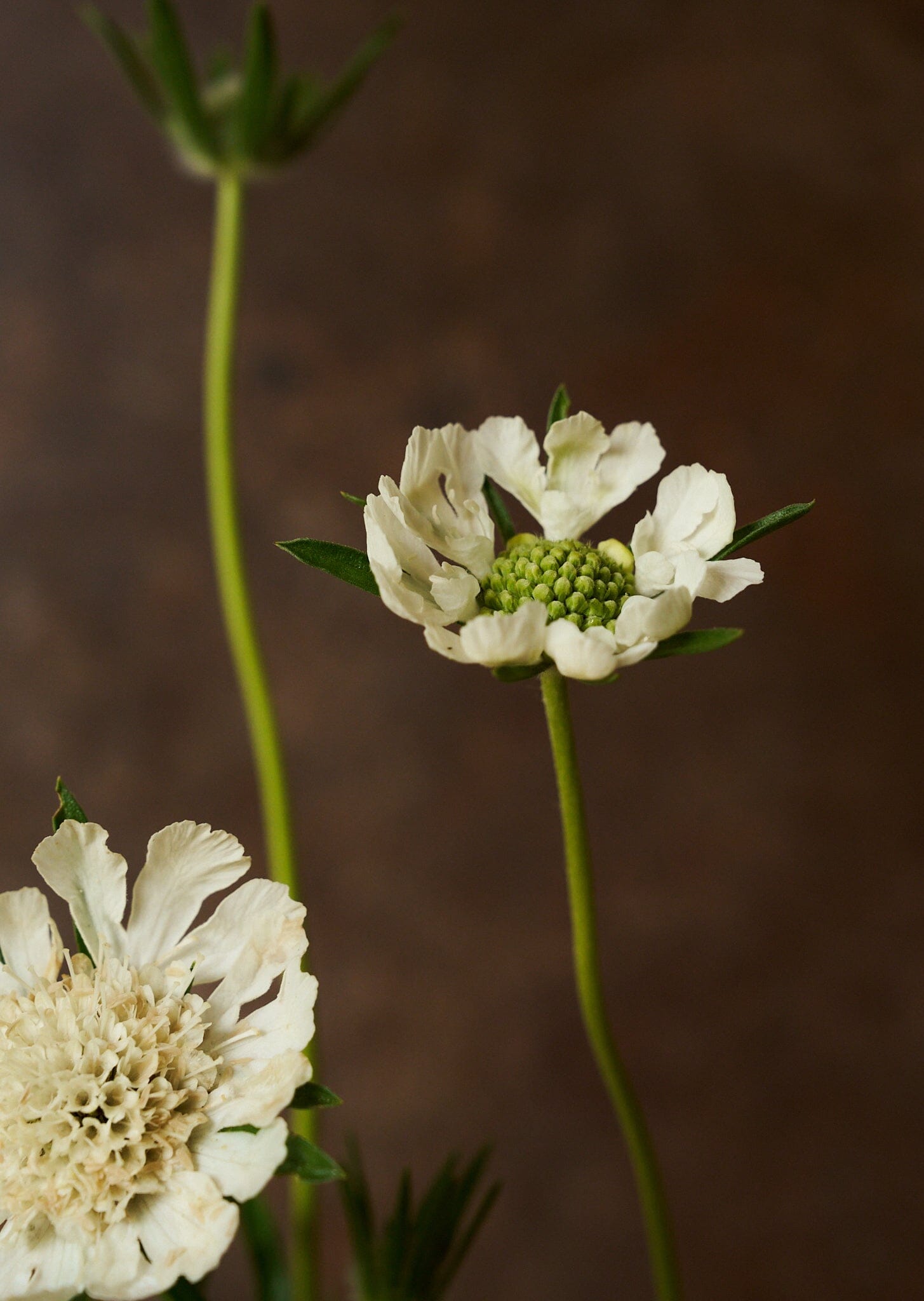 Skabiose 'Fama White' 