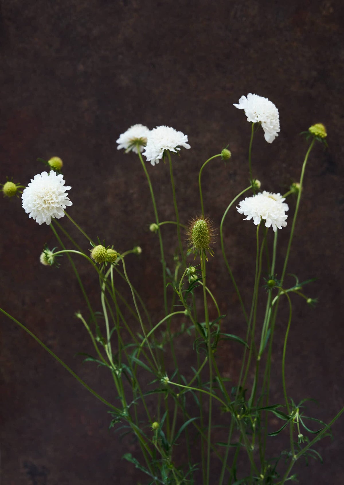 Skabiose 'Snowmaiden' 