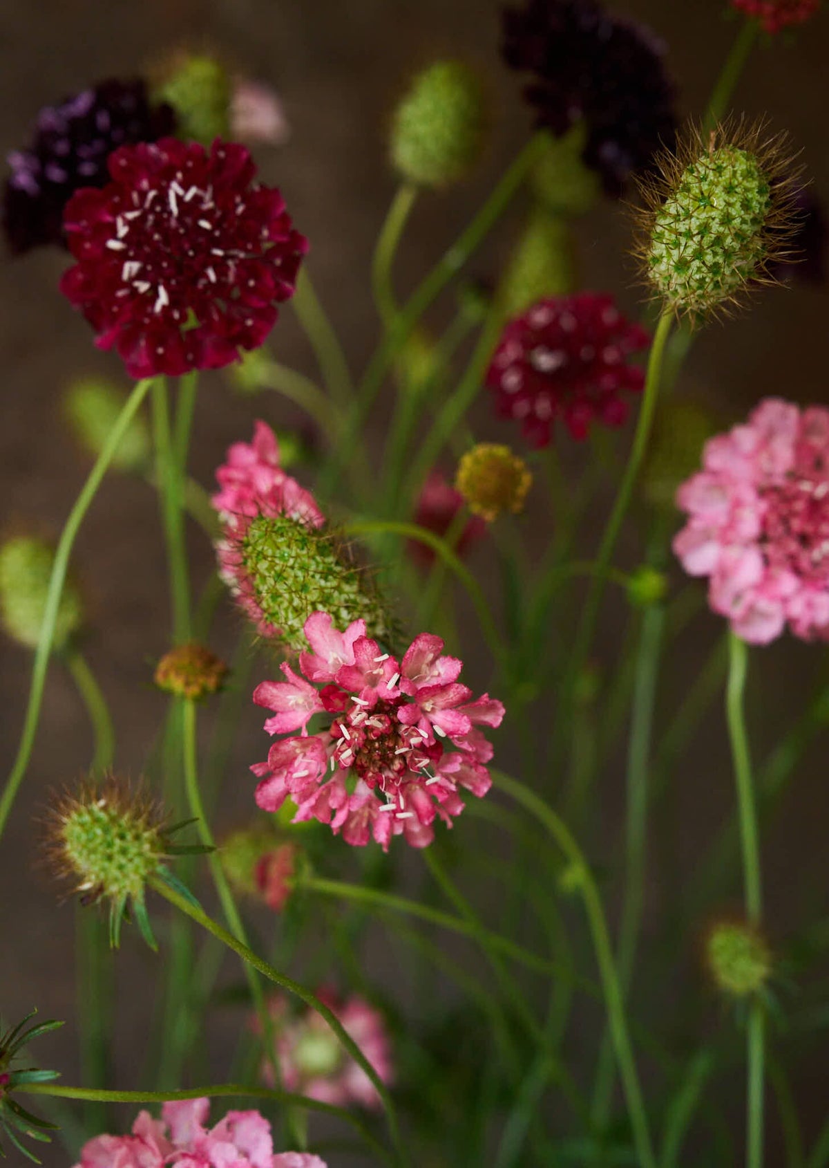 Skabiose 'Summer Fruits' 