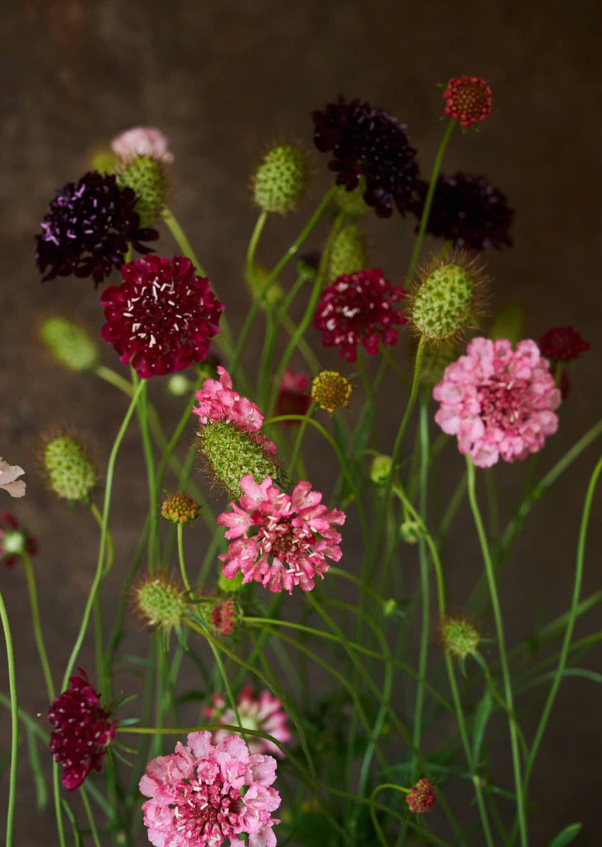 Skabiose 'Summer Fruits' 