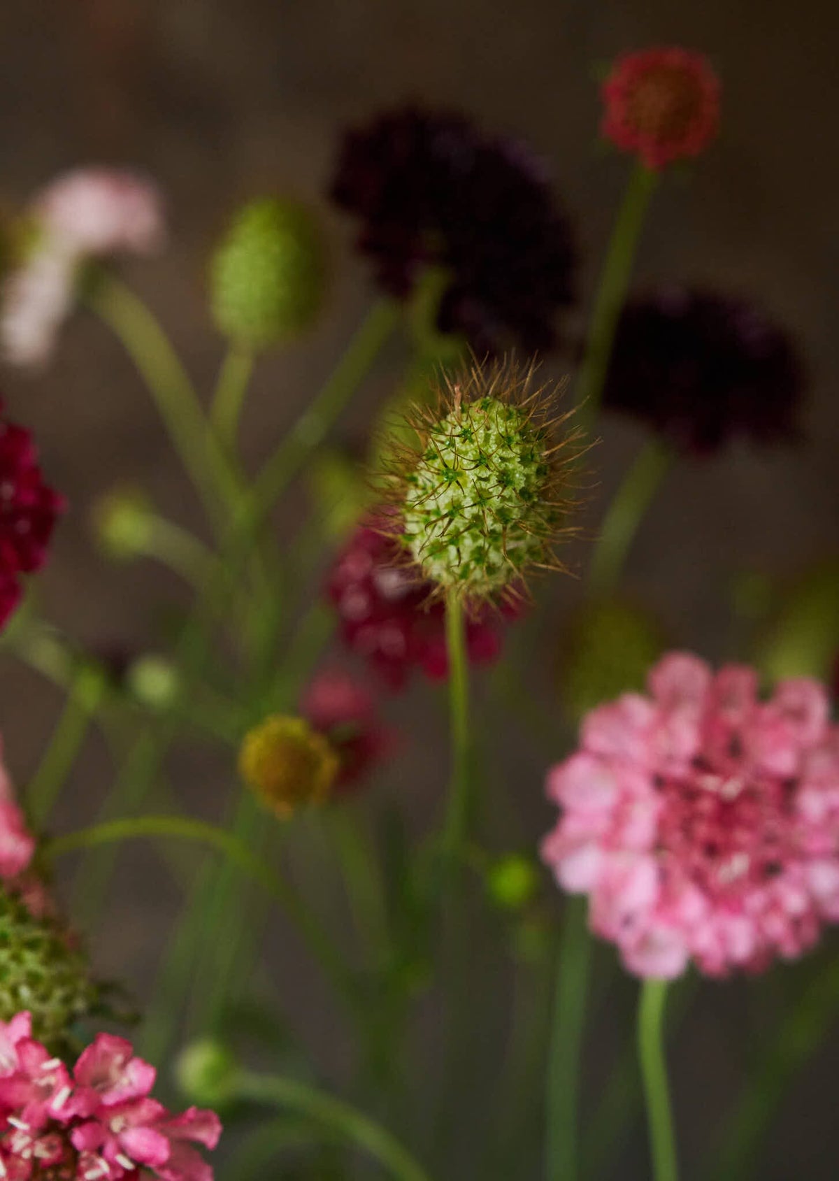 Skabiose 'Summer Fruits' 