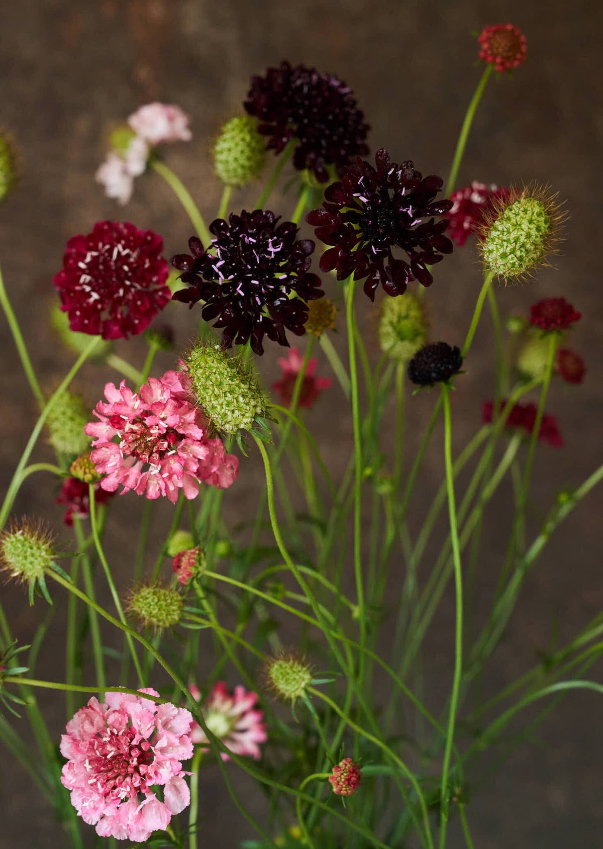 Skabiose 'Summer Fruits' 