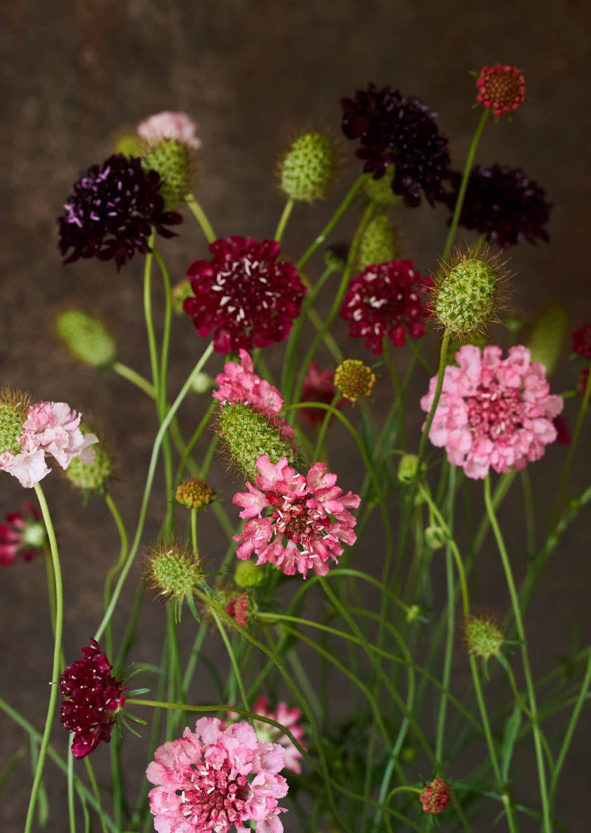 Skabiose 'Summer Fruits' 