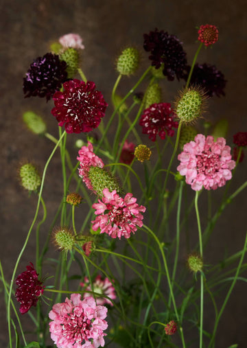 Skabiose 'Summer Fruits' 