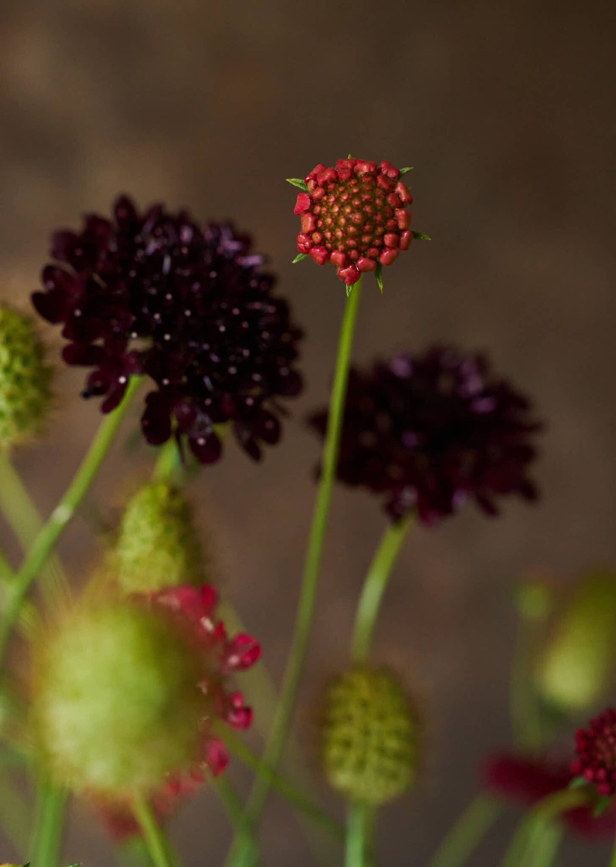 Skabiose 'Summer Fruits' 