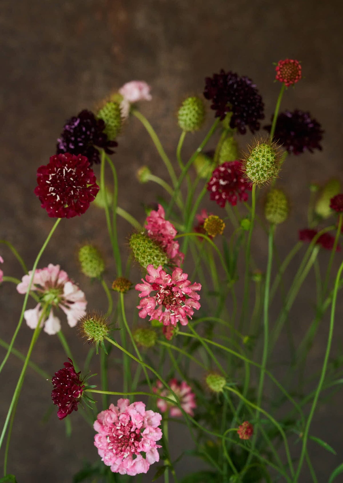 Skabiose 'Summer Fruits' 