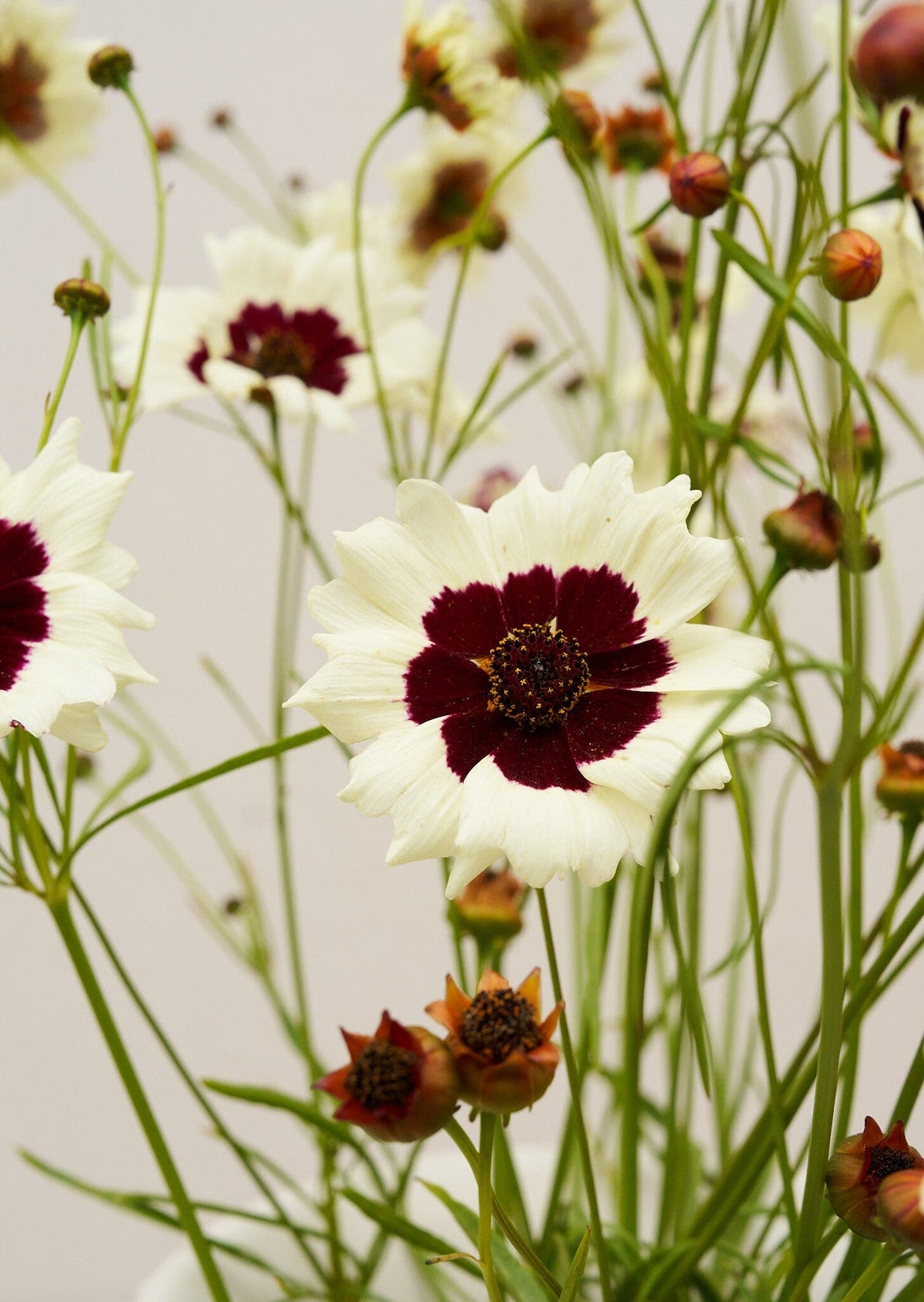 Skønhedsøje 'Swirl' Seed 