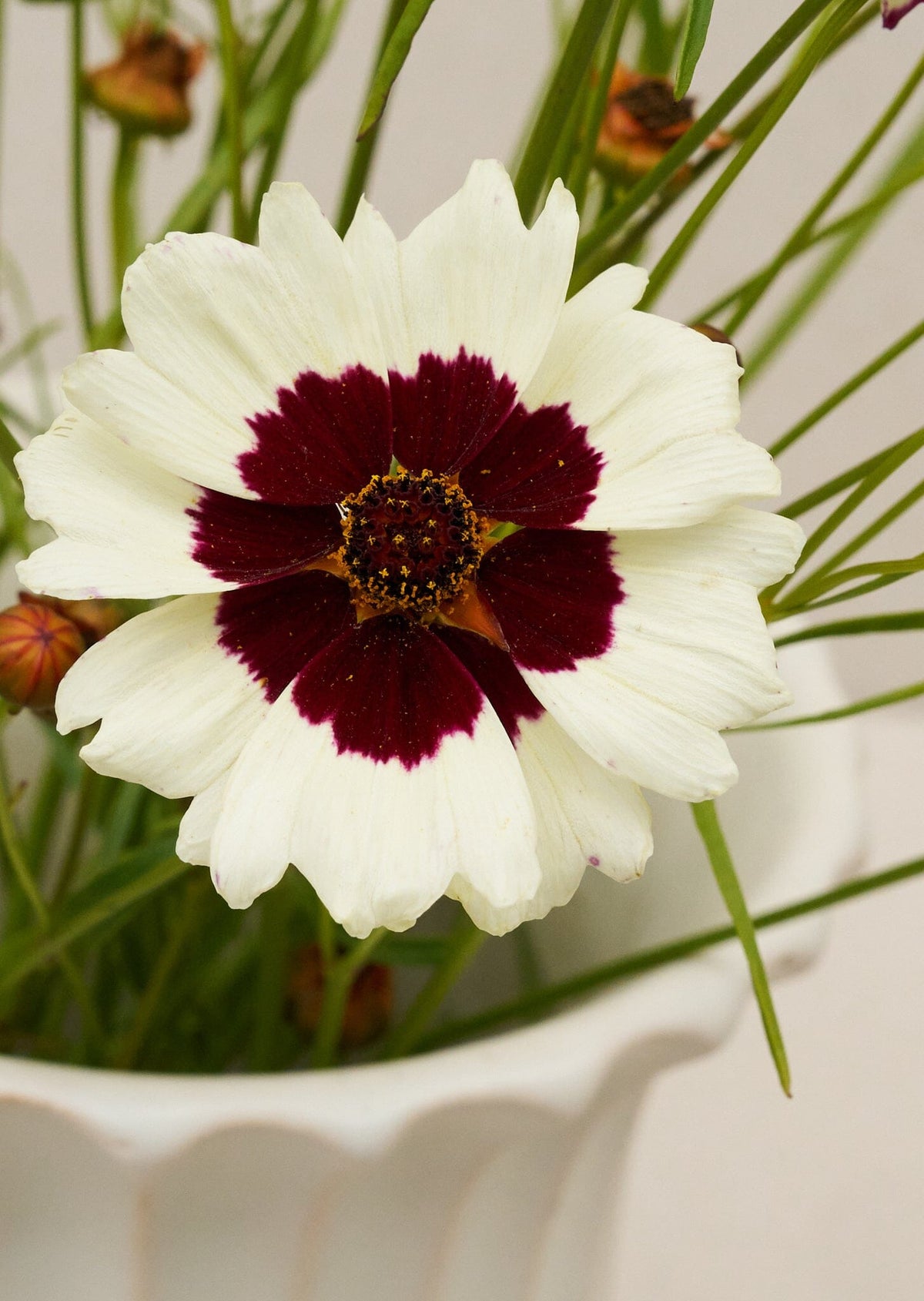 Skønhedsøje 'Swirl' Seed 