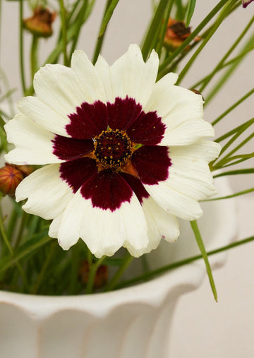 Skønhedsøje 'Swirl' Seed 