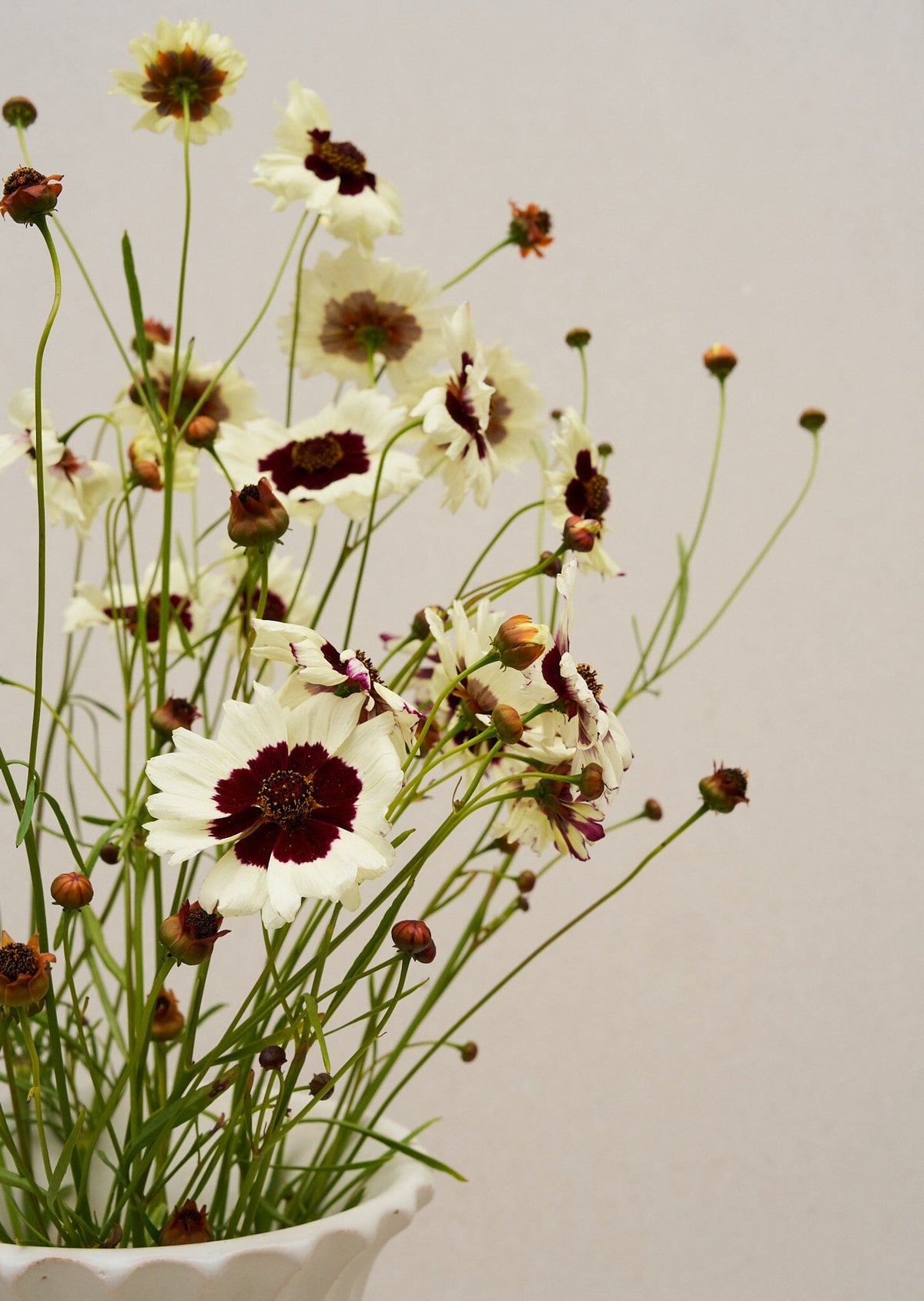Skønhedsøje 'Swirl' Seed 